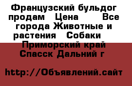 Французский бульдог продам › Цена ­ 1 - Все города Животные и растения » Собаки   . Приморский край,Спасск-Дальний г.